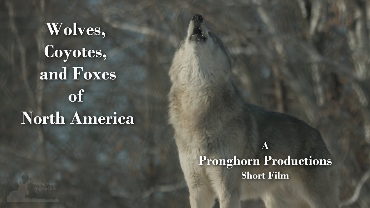Wolves Coyotes Foxes of North America