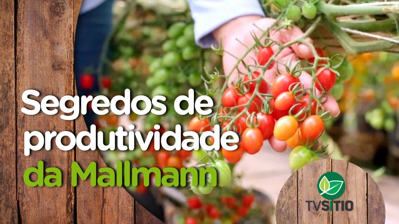 O que a Mallmann fez para ser uma das maiores produtoras de tomate grape do Brasil