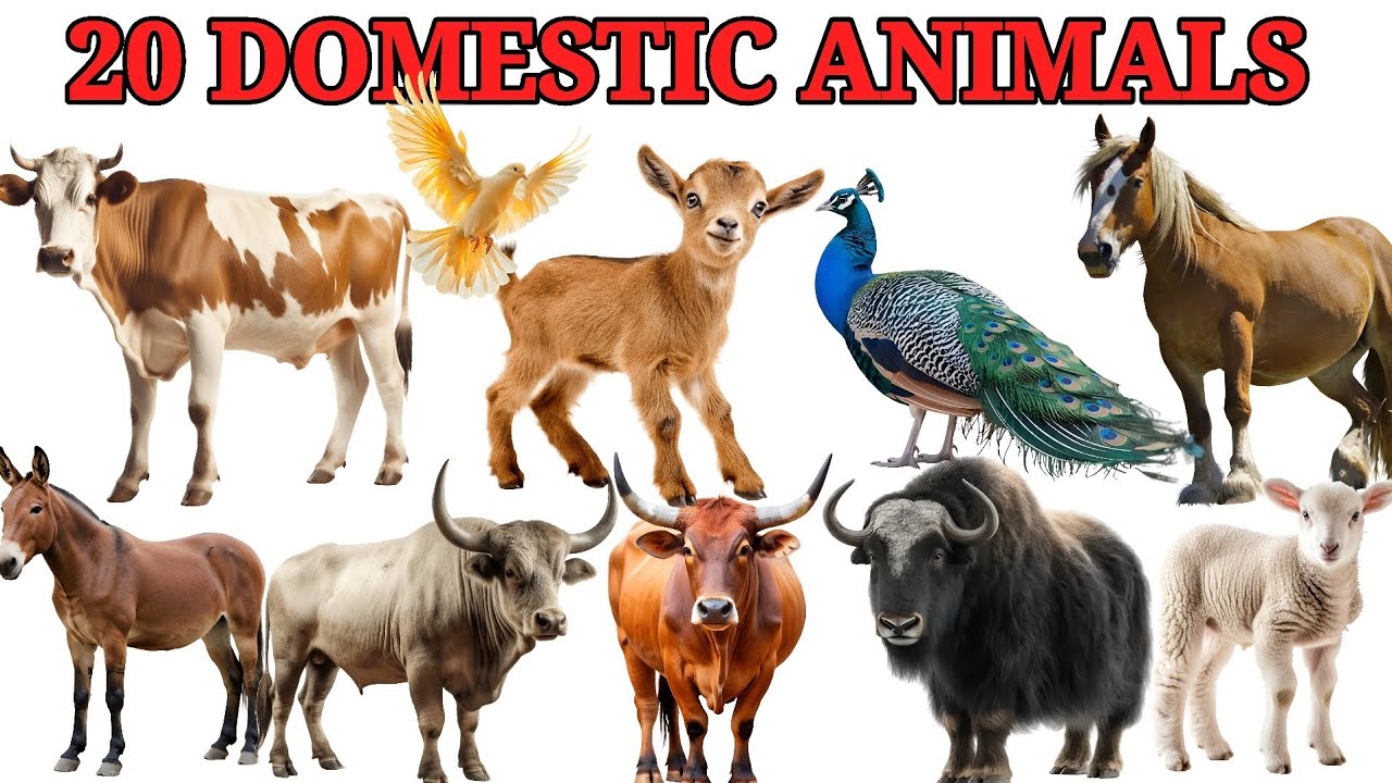 20 Animals Name | Domestic Animals Name with pictures | Domestic Animal name | पालतू जानवर के नाम