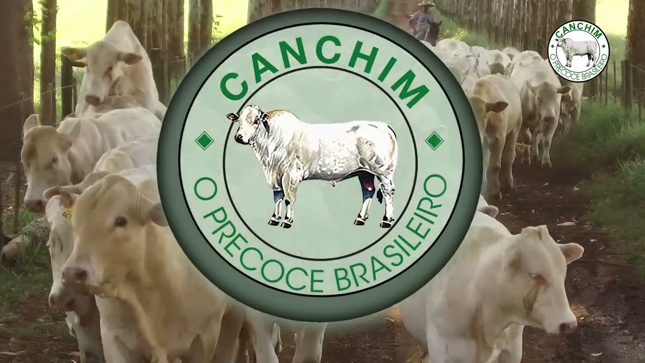 Raza Canchim - Institucional