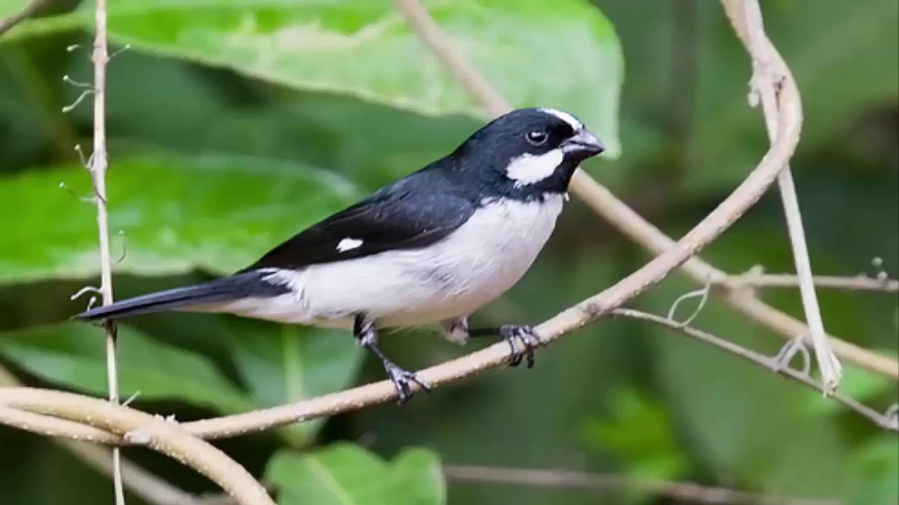 Canto Para Enseñar Tucero  Corbatita, Bengalí, Sporophila lineola