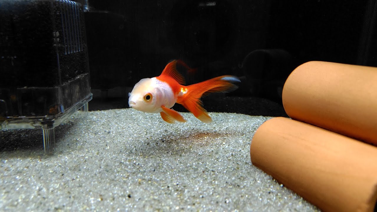 2026.2.27.金魚の日の生存確認、イチジクの植え替え