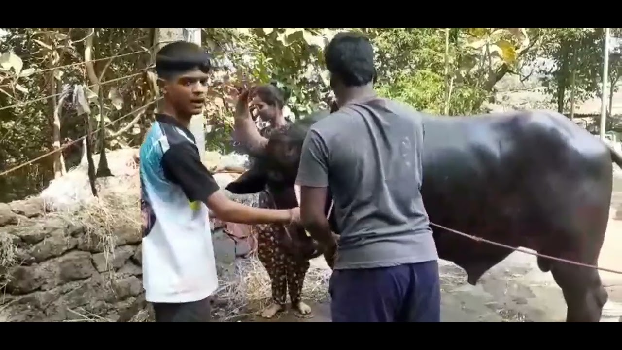 फायनल मारून आल्यानंतर गरम पाण्याने अंघोळ घेताना लक्षा किंग 👑💪💯