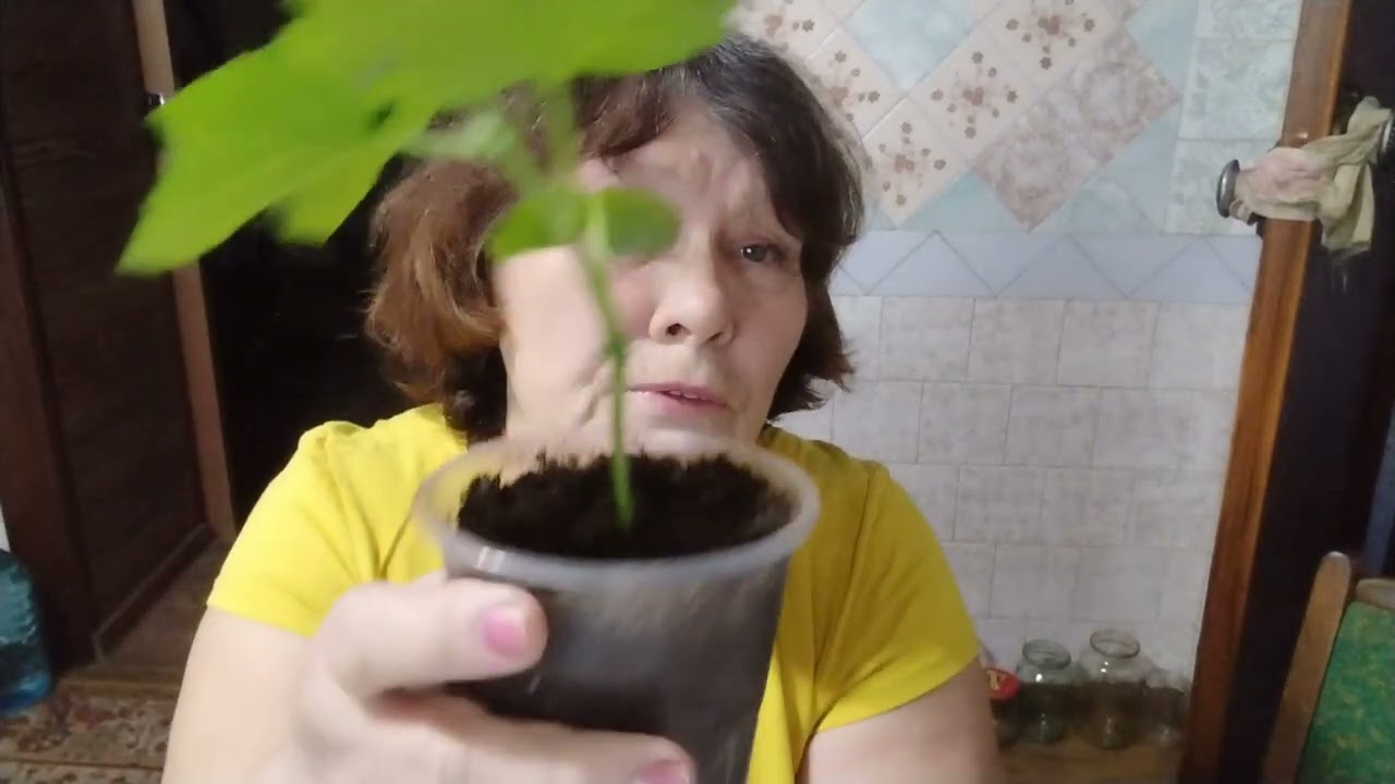 Перевалка розсади огурчиків 