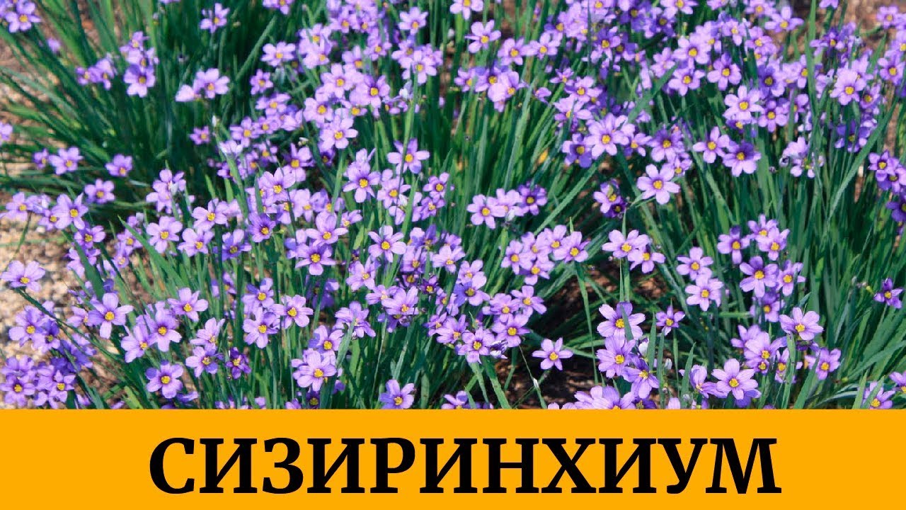 Осенняя посадка многолетников Сизиринхиум. Многолетник для альпинария