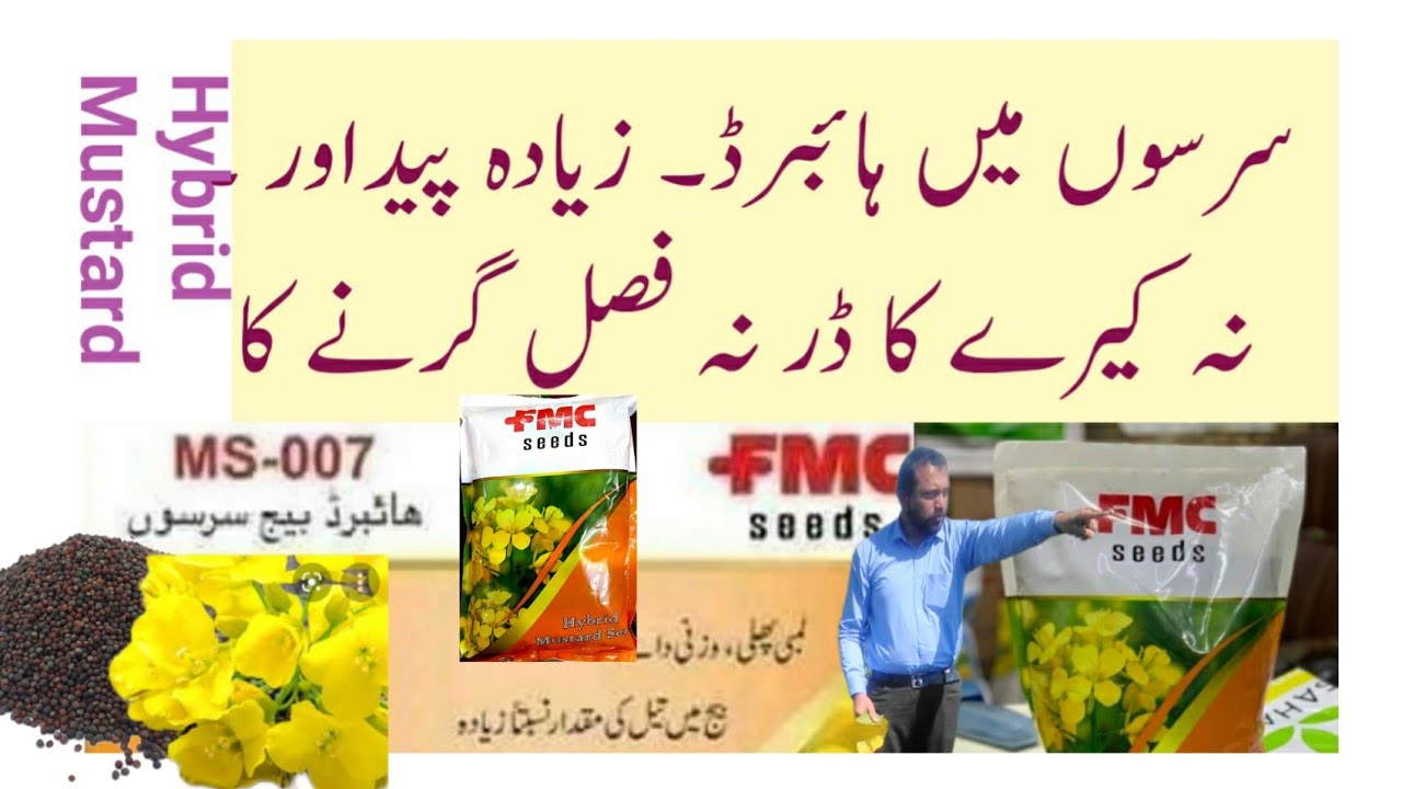Which Hybrid Mustard/Hybrid canola is the best. Ms007 production method@abidaliagrarian@croprefomer