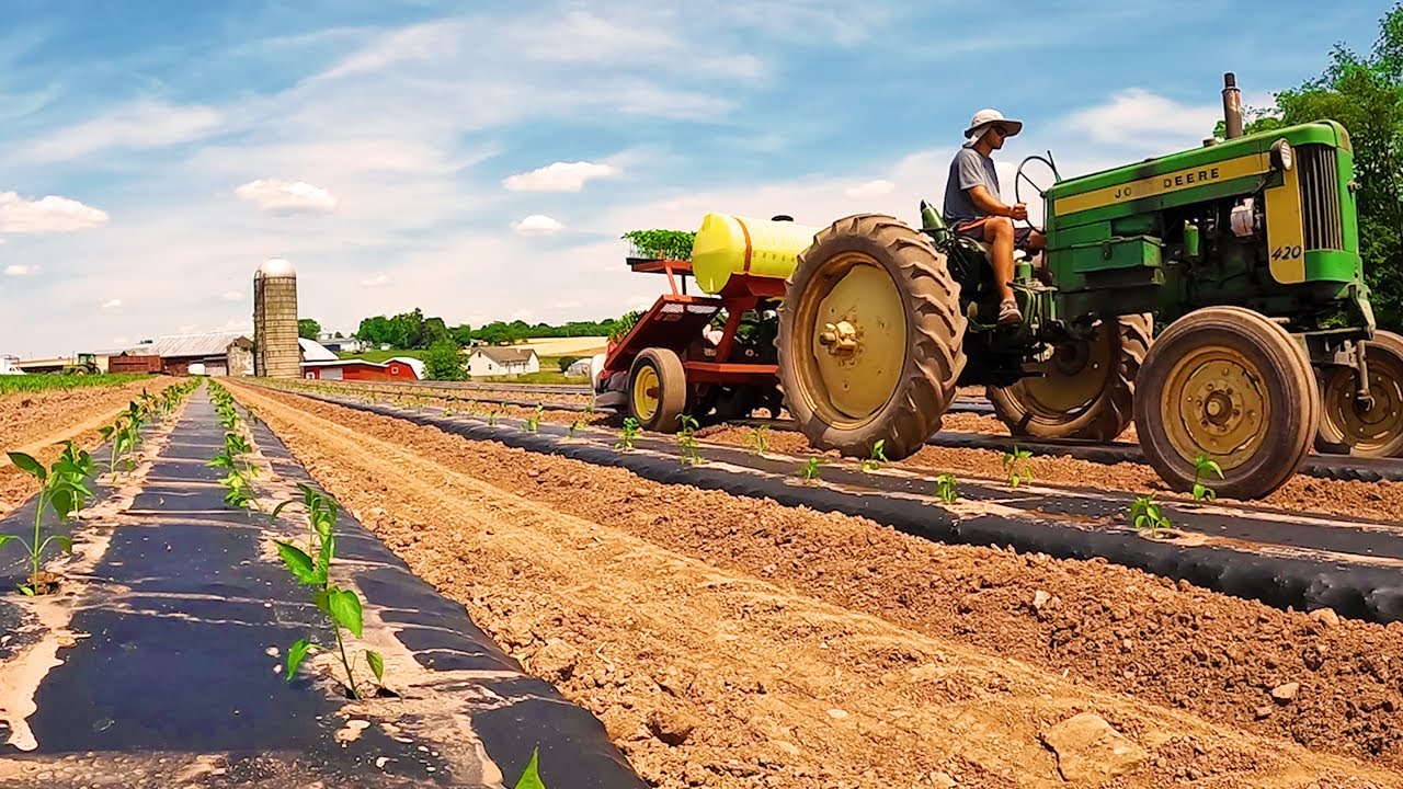 Filling Our Field With Tomatoes!