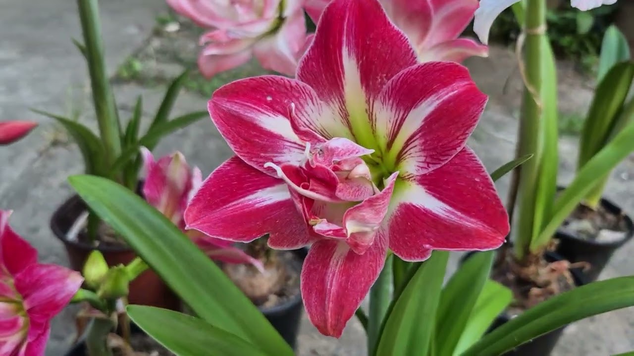 Se corto a arte floral não tem sementes e agora?