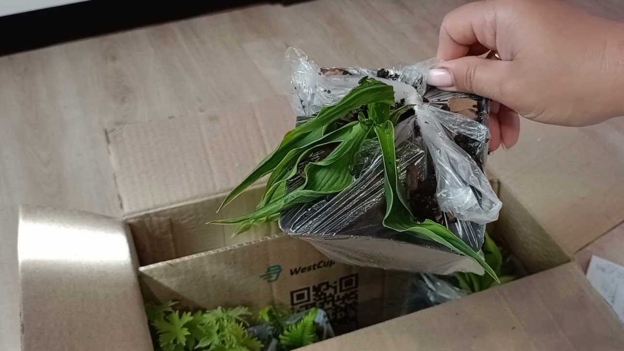 Розпаковка двох посилок від Green Edem.