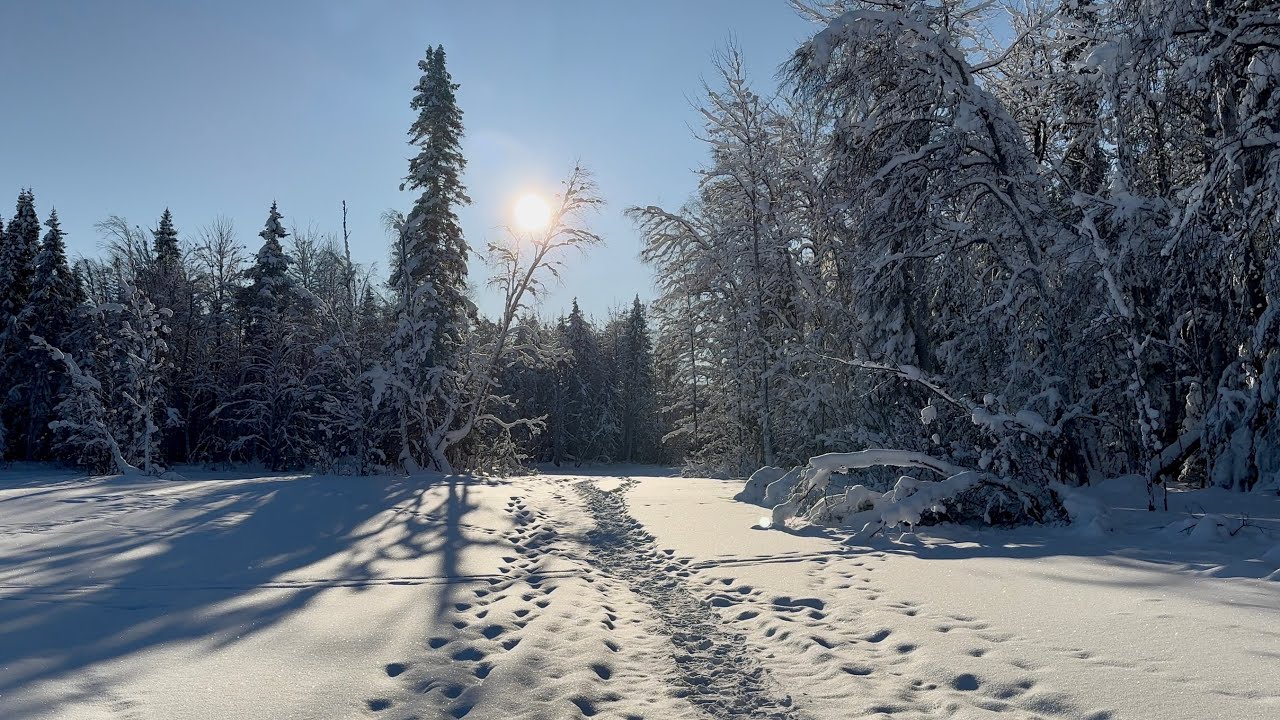 [4K60FPS] Beautiful Sunny Walk in Finnish Lapland (Vaattunkiköngäs)