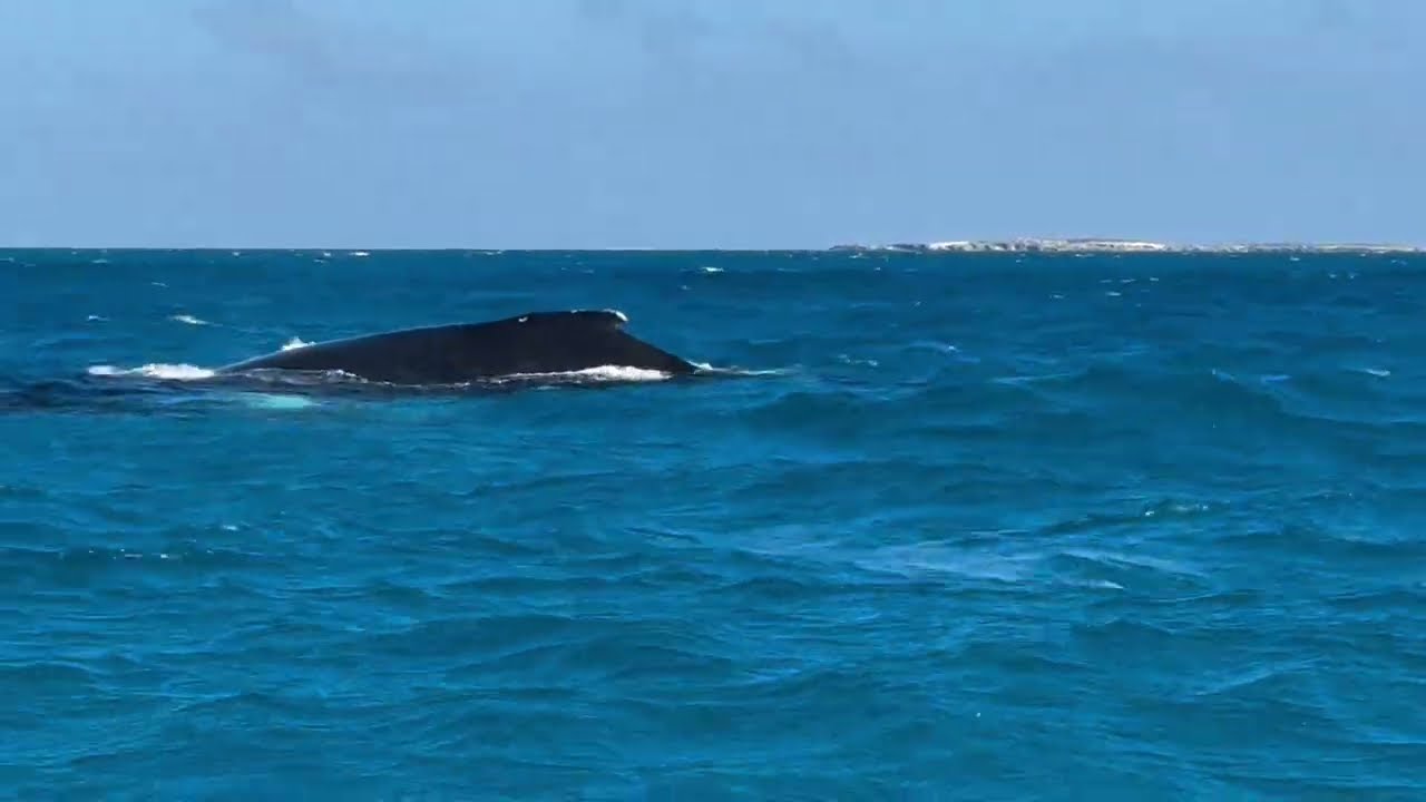 Humpback Whale Excursion Turks & Caicos 