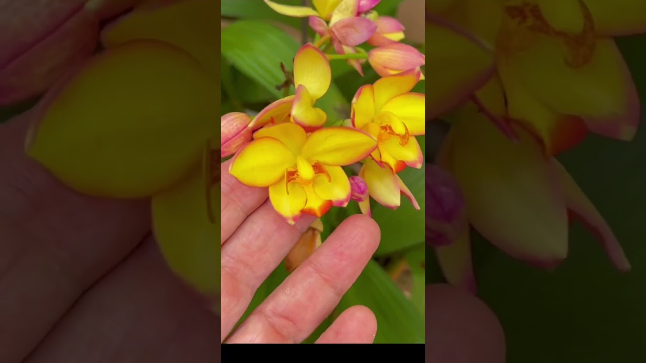 On the next episode. #homevisit #orchids