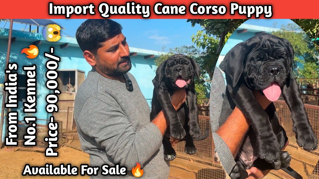 Price-90,000/- 😱 Puppy Available For Sale 🔥 | Import Quality Cane Corso Puppy For Sale | Cane Corso