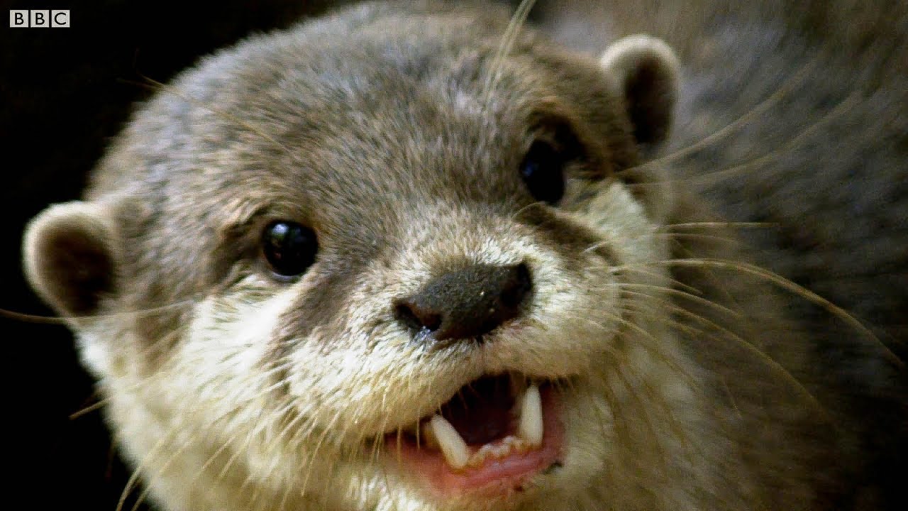 Otters Have a Favourite Rock They Love to Play With! | The Science Of Cute | BBC Earth