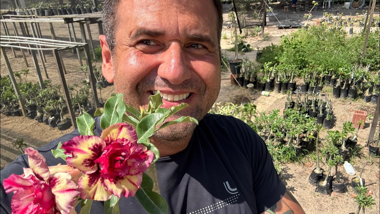 Dia de plantar 5000 sementes de ROSAS DO DESERTO ☺️🙌🏻🔥ao vivo no viveiro em PACAJUS CE