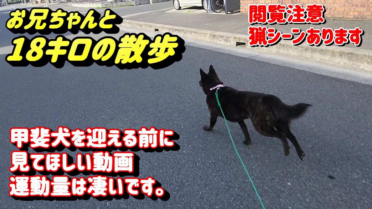 甲斐犬のハーフマラソン級の散歩　走る走る常に走り続ける１８㎞甲斐犬の散歩