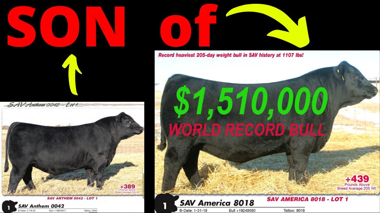 💲💲💲SON of ➡️$1.51 MILLION BULL WORLD RECORD BREAKING BLACK ANGUS SOLD AT AUCTION SCHAFF VALLEY ANGUS
