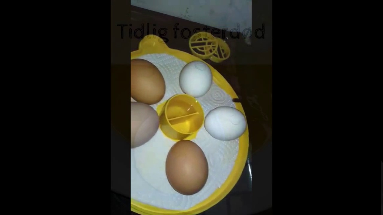 Ruge kylling av butikkegg