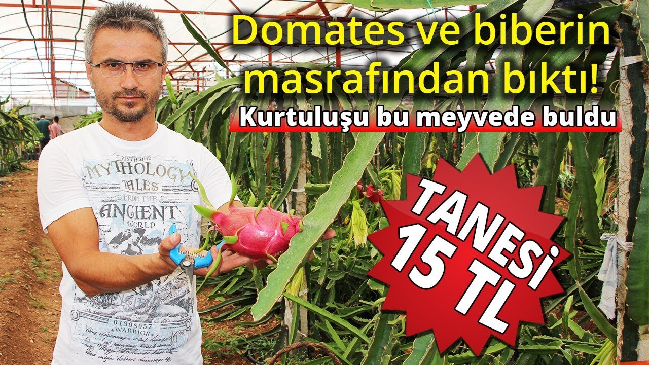 Kurtuluşu Bu Meyvede Buldu: Tanesini 15 TL' ye Satıyor