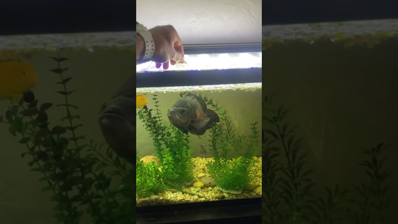 55 gallon tank update #oscarfish  #aquarium