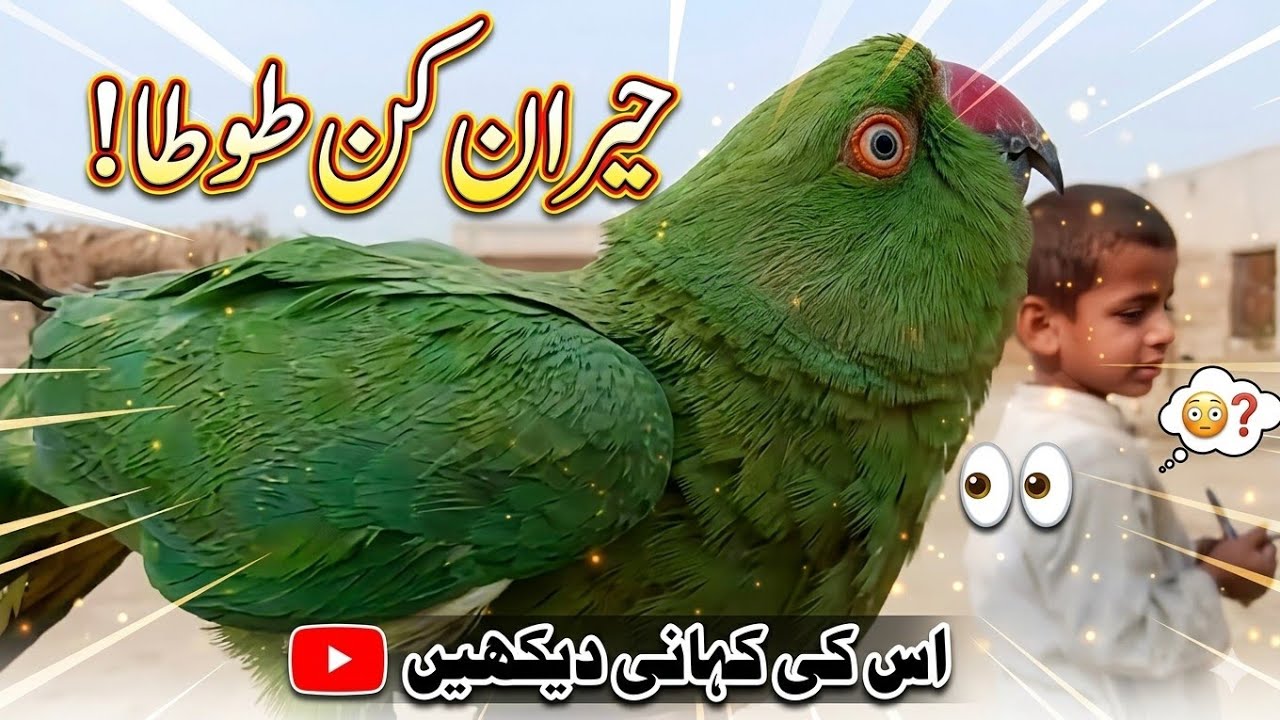 Beautiful Green Parrot Close Up | Indian Ringneck Parrot in Pakistan
