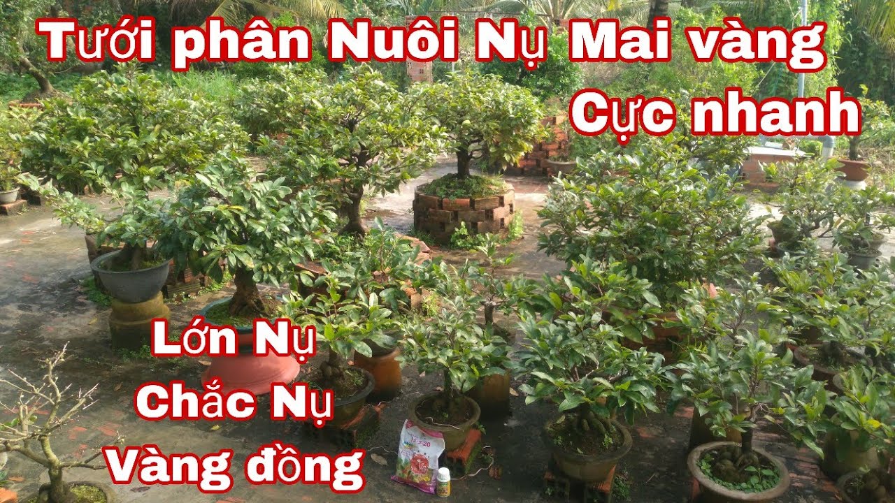Tưới phân gì để Nuôi nụ mai vàng Tháng cuối năm.
