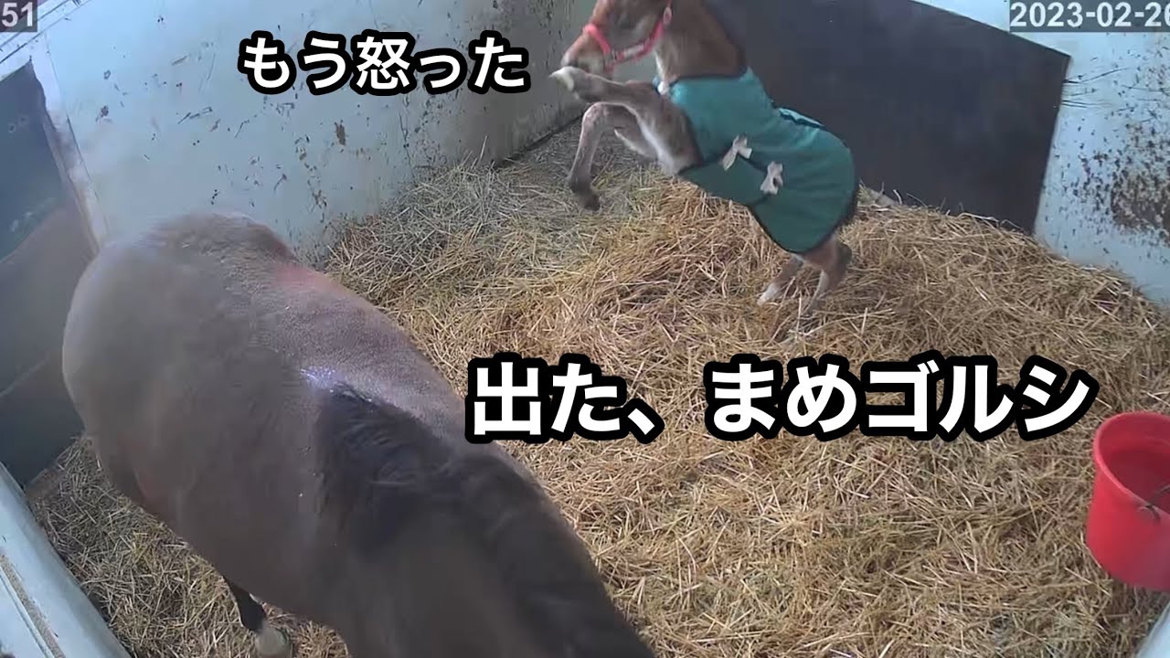 まめゴルシも飛び出すスカーレット家のご飯戦争(スカーレットテイルの23)