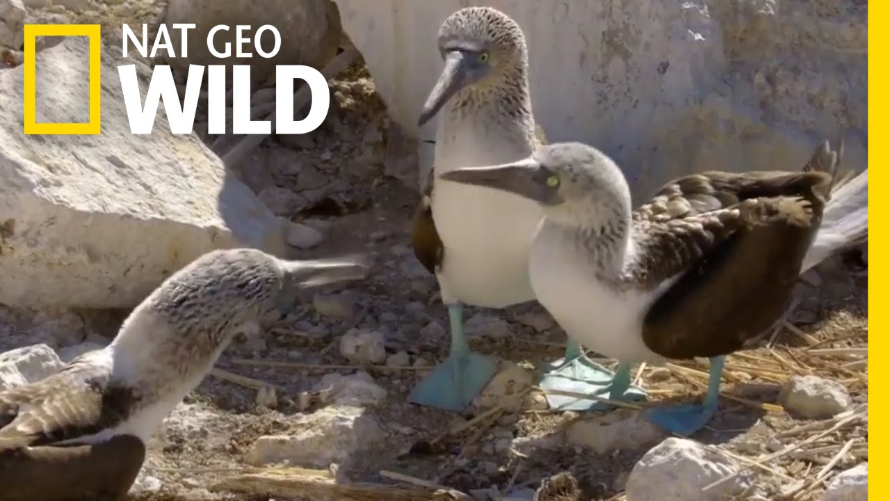 The Blue-Footed Booby Dance | Destination WILD