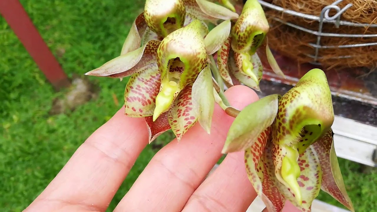 CONOZCAMOS LA ORQUÍDEA CATASETUM.
