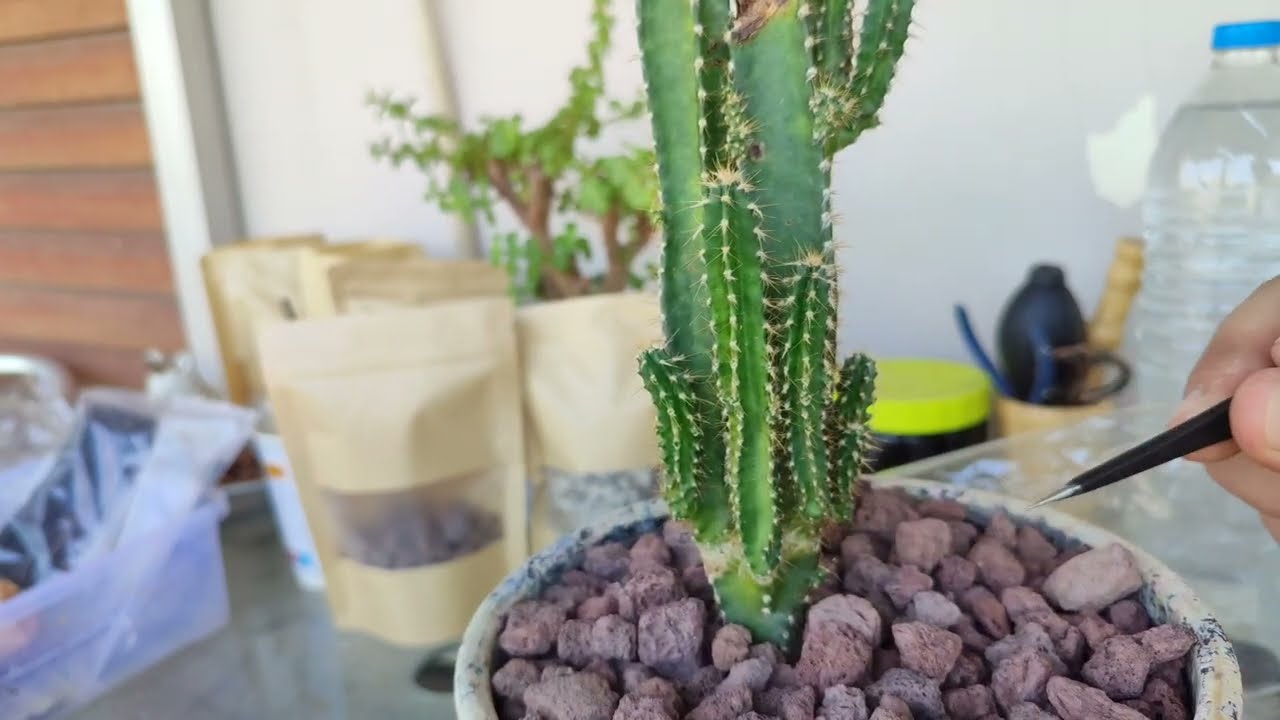 The last repotting from the pot they gave me. Fairy castle cactus 🌵