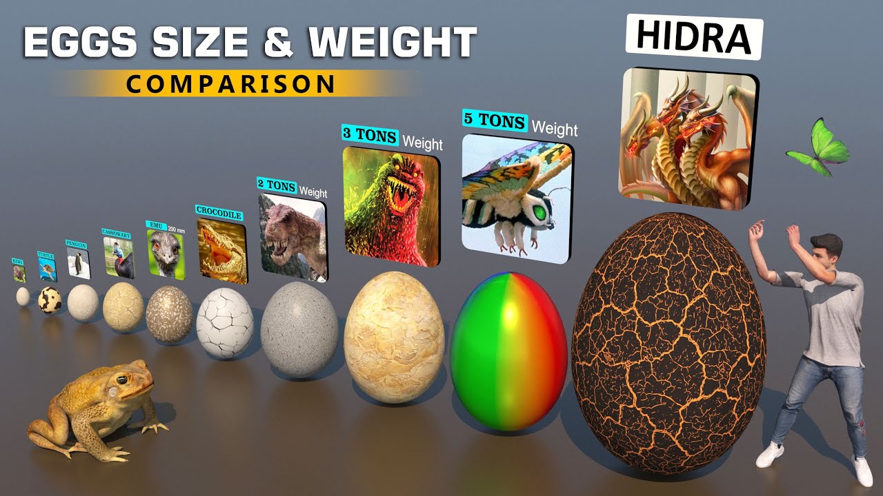 Eggs Weight Comparison 3D | The Heaviest Egg 2023