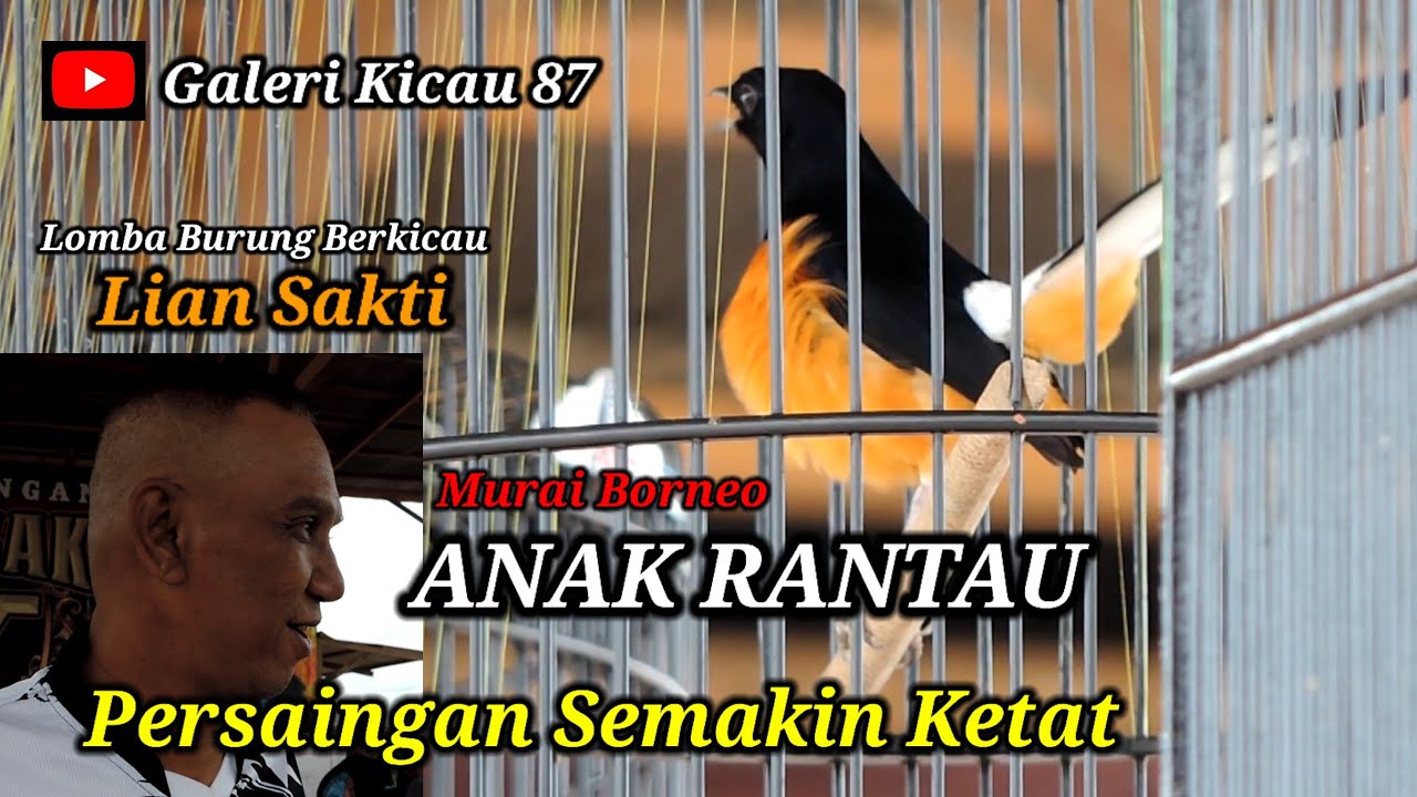 Murai Borneo ANAK RANTAU masih mersaing di lomba Lian Sakti 2026