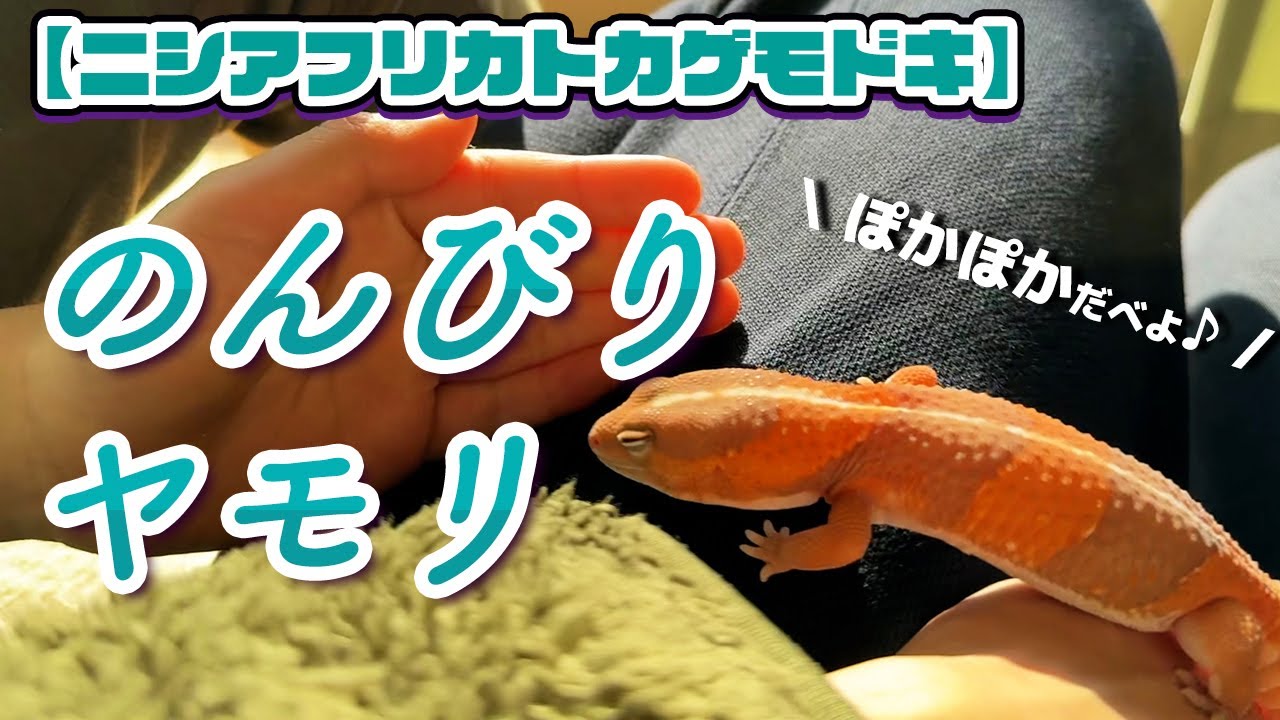 のんびりヤモリ、ひなたぼっこする【ニシアフリカトカゲモドキ】
