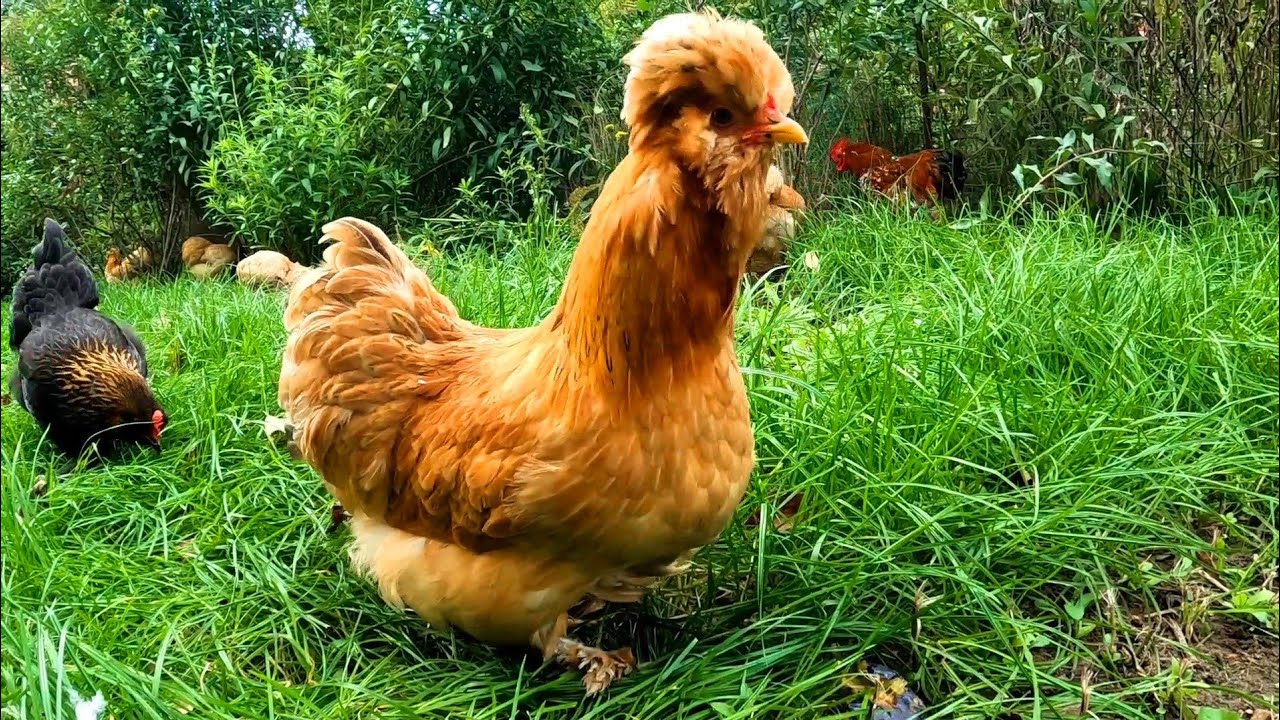 #chicken 🐓🐤🐓 Kolorowe kurki na zielonym wybiegu