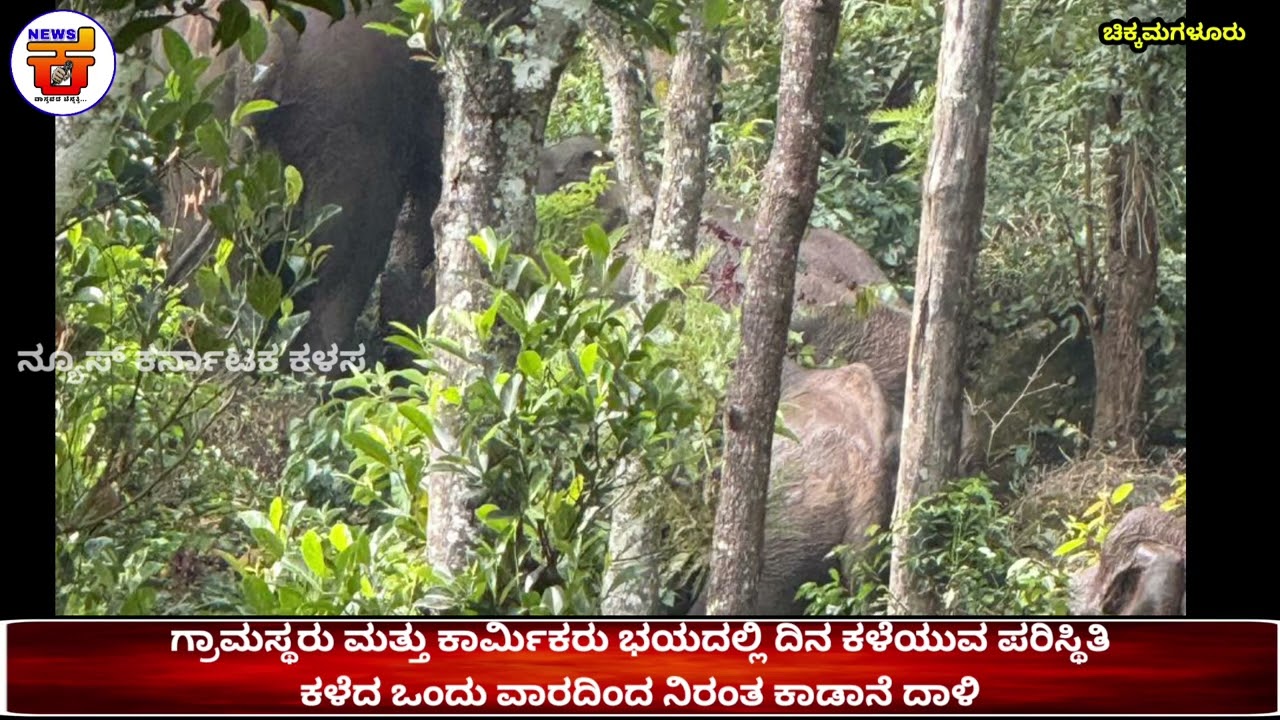 ಕಾಫಿನಾಡಿನ ಗಿರಿ ಪ್ರದೇಶಕ್ಕೂ ವ್ಯಾಪಿಸಿದ ಆನೆ ಹಾವಳಿಕೃಷ್ಣಗಿರಿ ಎಸ್ಟೇಟ್‌ನಲ್ಲಿ ಆನೆಗಳ ಹಾವಳಿ...