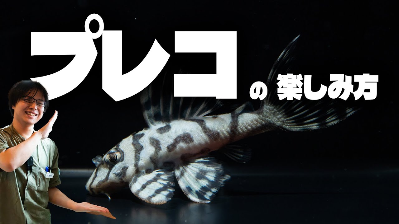 【トールマンTV】プレコの楽しみ方の極意！イベント告知は動画の最後で！！