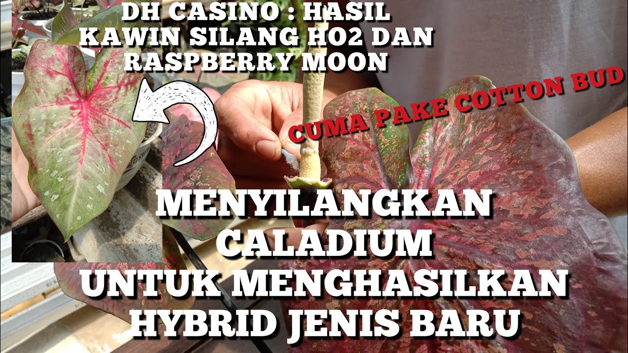 CARA MENYILANGKAN CALADIUM UNTUK MENGHASILKAN HYBRID JENIS BARU