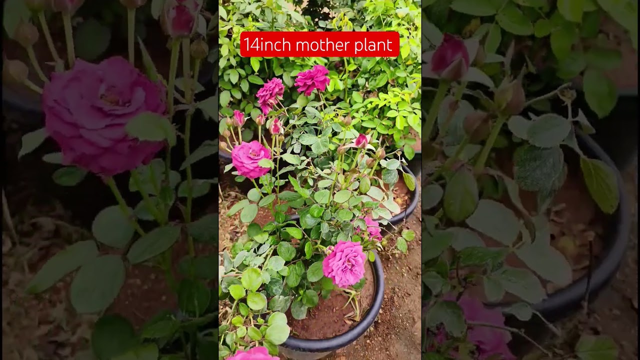14inch mother plant