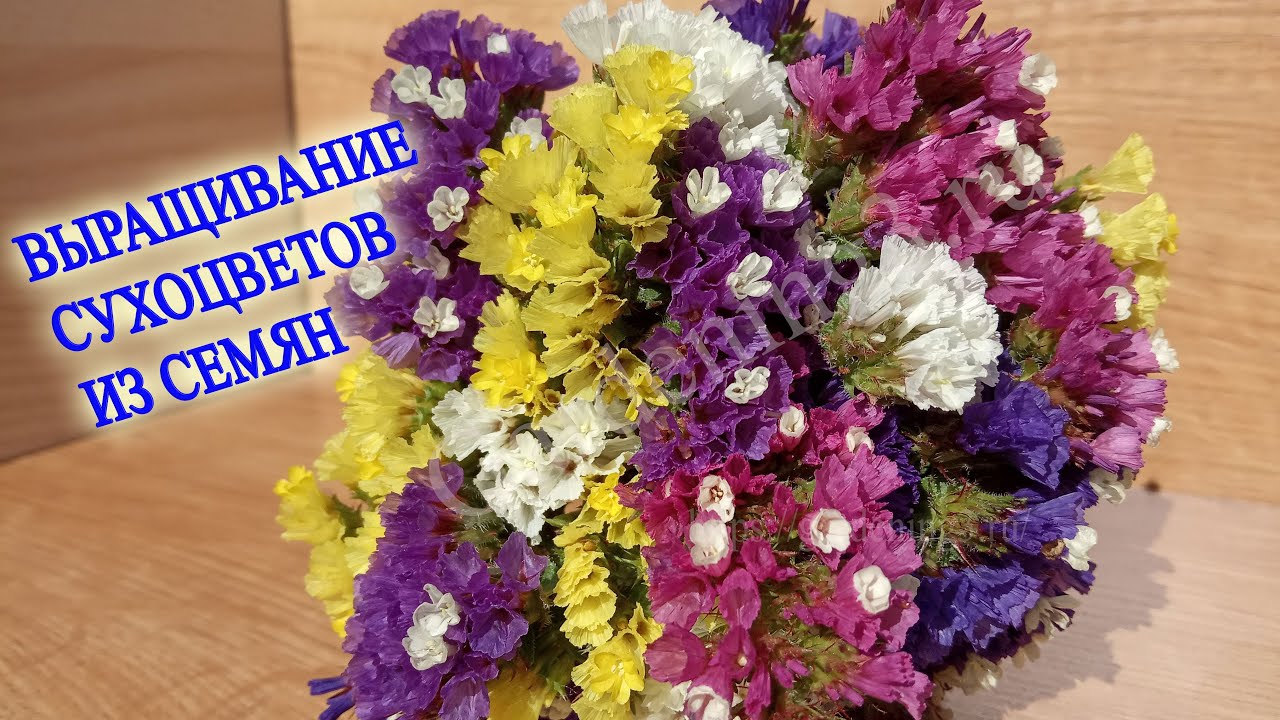 💐Выращивание семян статицы, кермека фирмы Volmary Выращивание сухоцветов