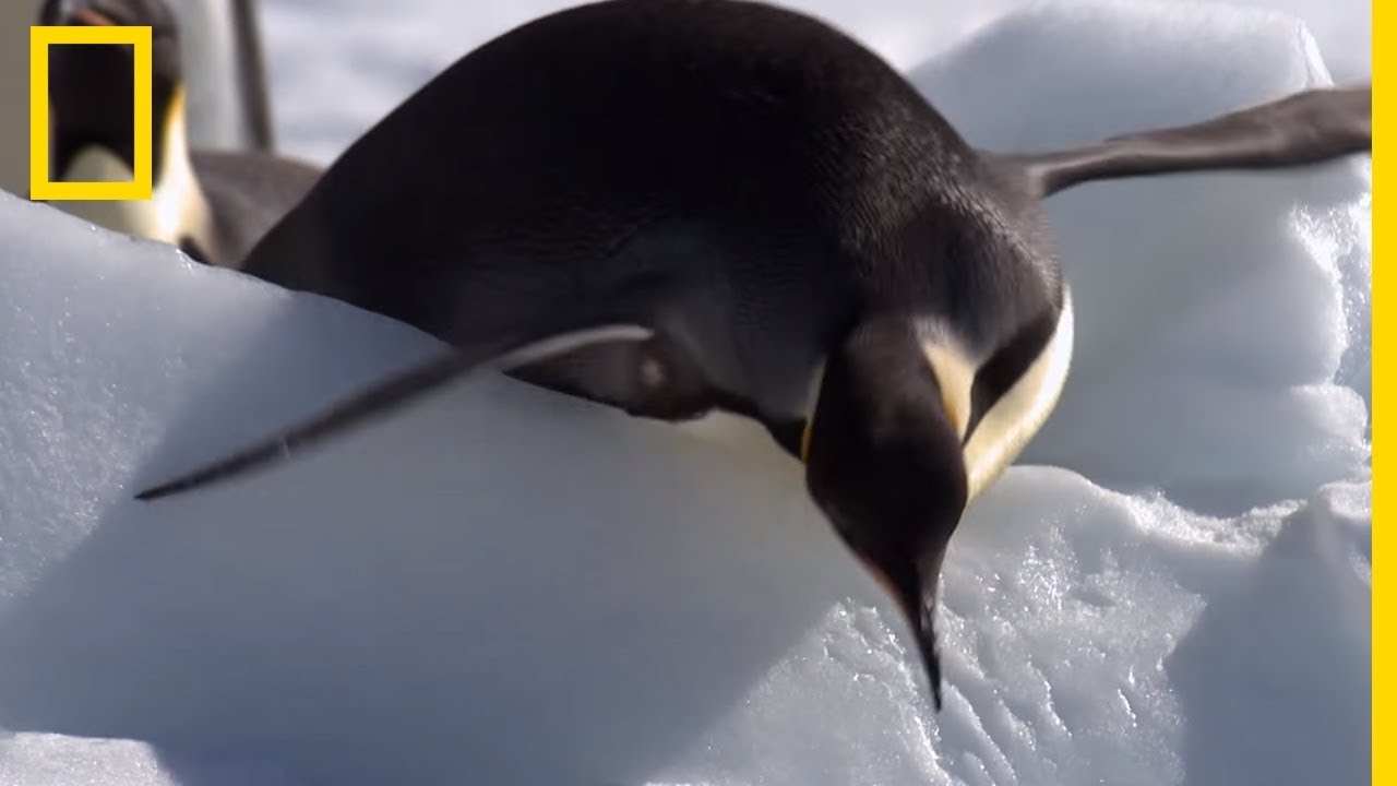 Les manchots empereurs, rois de la glissade