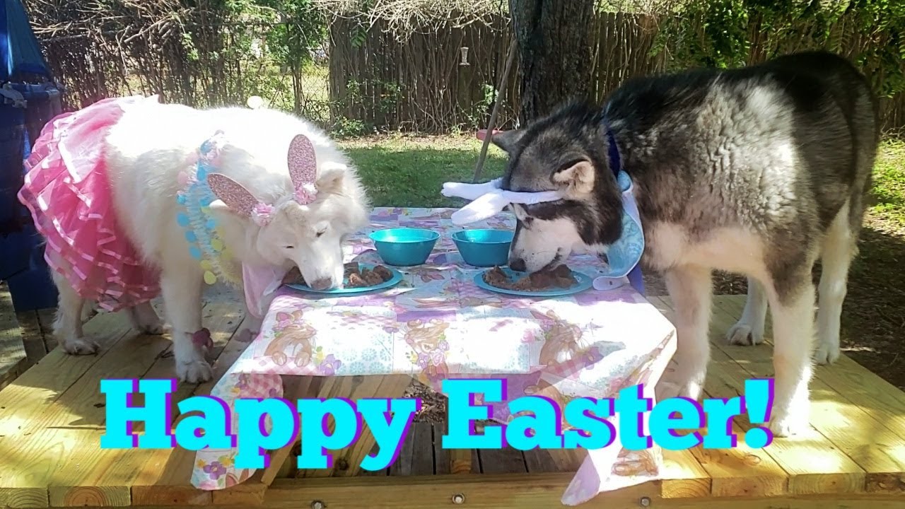Easter Breakfast With A Malamute & Husky