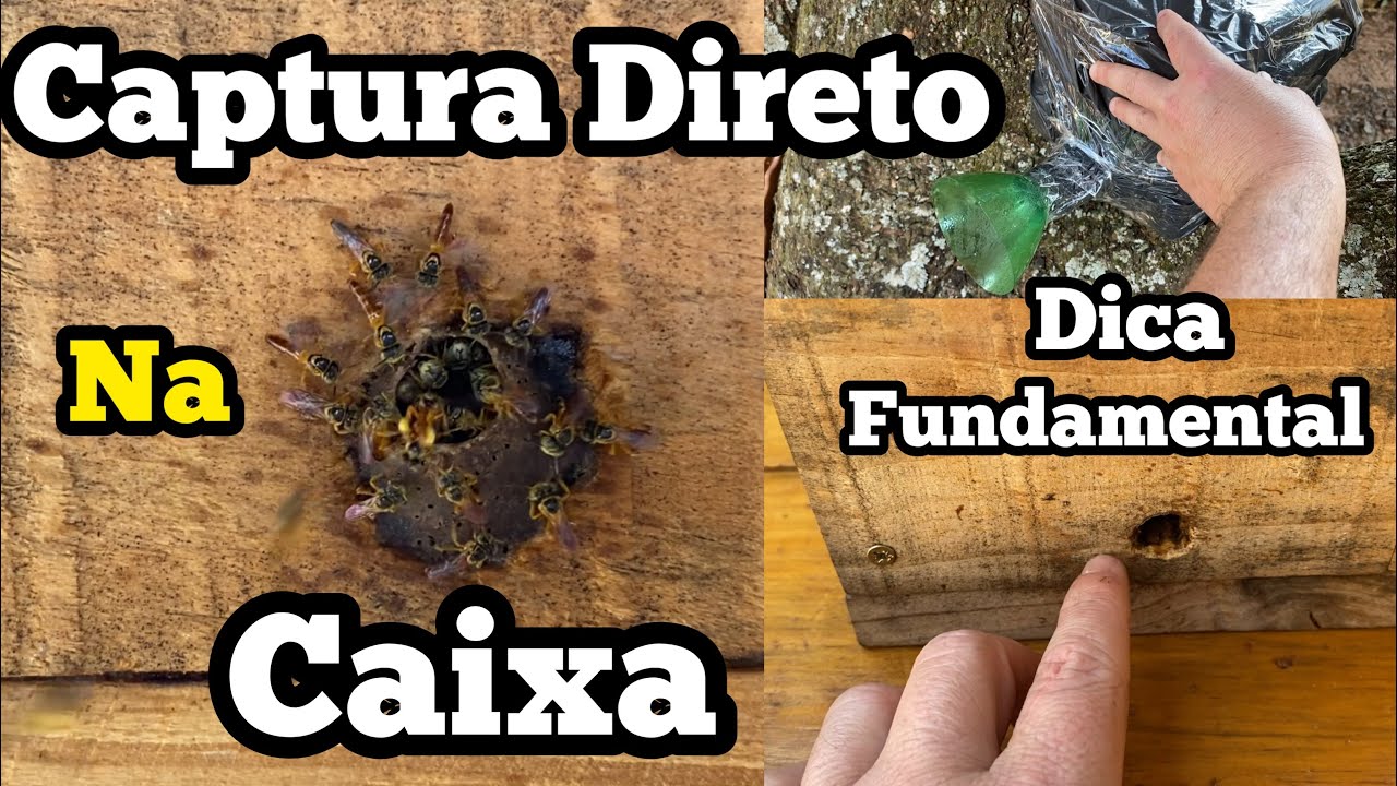 COMO CAPTURAR ABELHA JATAÍ DIRETO NA CAIXA COM DICA ESPECIAL….