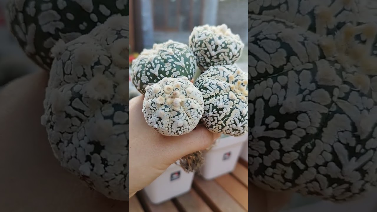 Mais cactos para cole&ccedil;&atilde;o...#astrophytum #cactos #cactosraros
