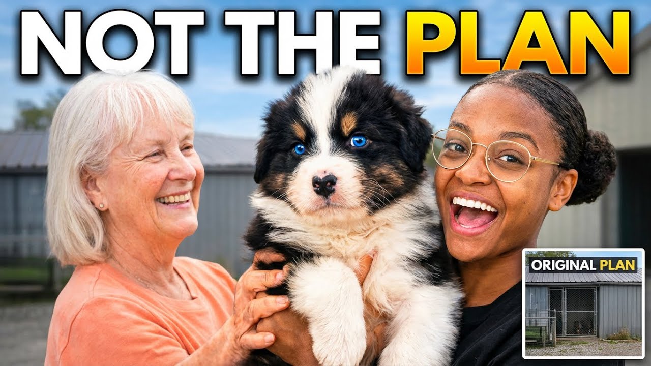 Я совсем не так представляла себе, что заведу щенка… 🐶