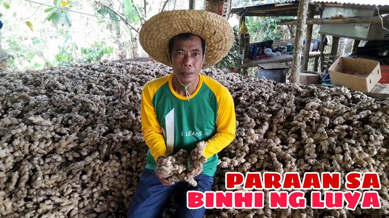 Magandang Paraan sa Binhi ng Luya