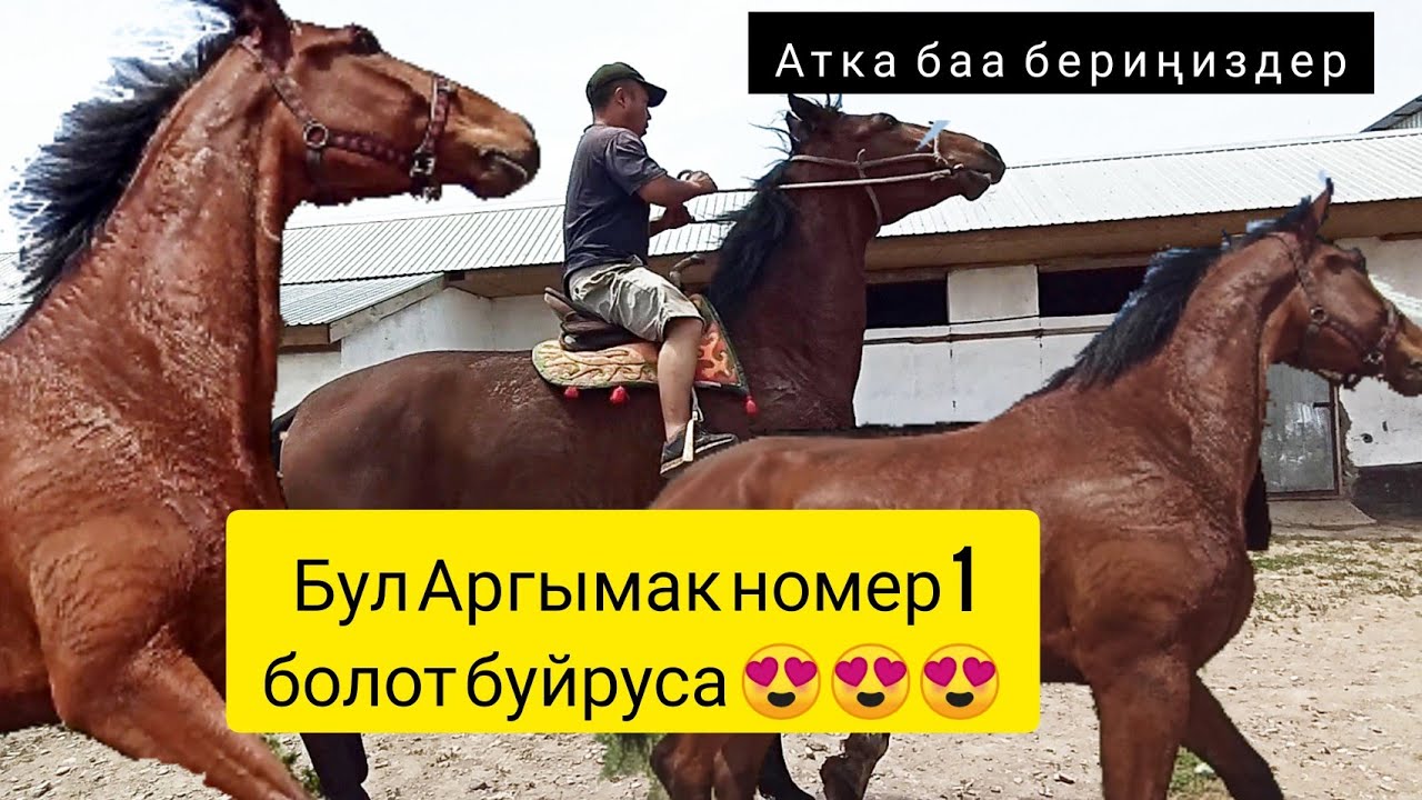 Бул Аргымак Кыргызстанда номер 1 болот буйруса 😍 Ат Сатылат!!!