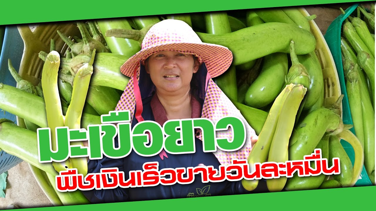 วิธีปลูกมะเขือยาว ดก เก็บเกี่ยวเร็วปั้นเงินแสนใน 1 เดือน | เกษตรรวย