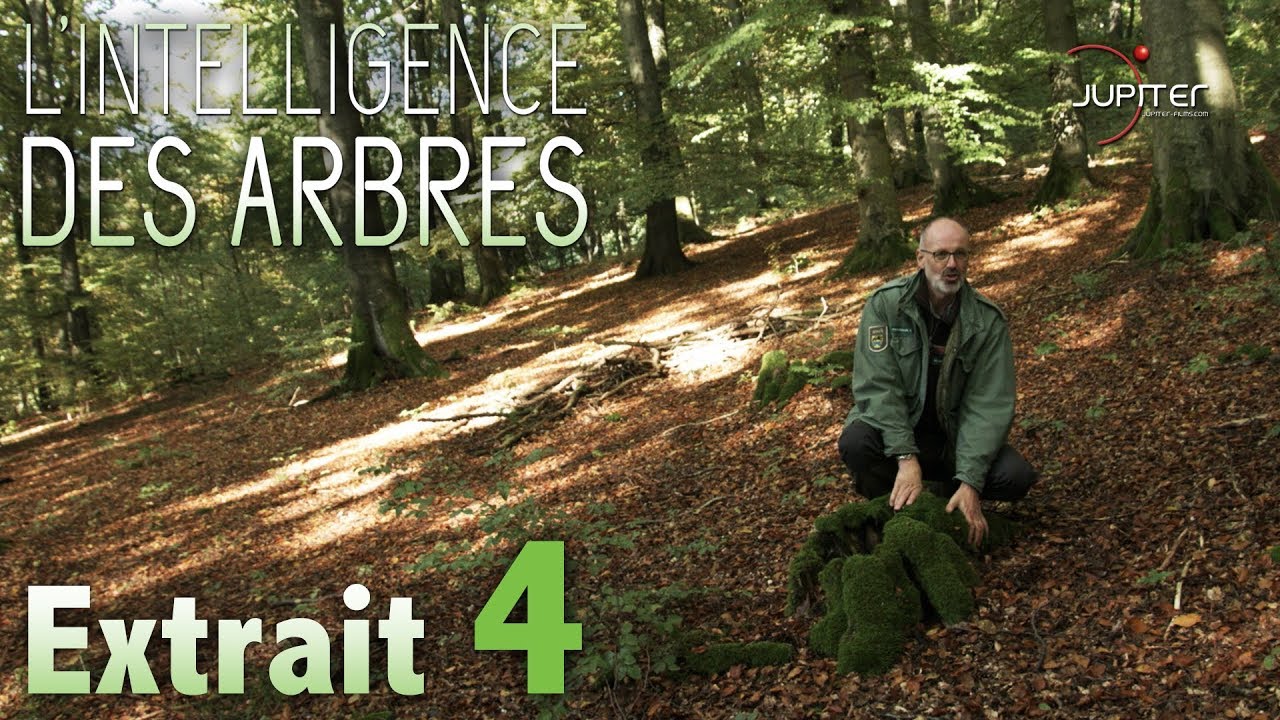 L'Intelligence des Arbres // Extrait 04 // VF