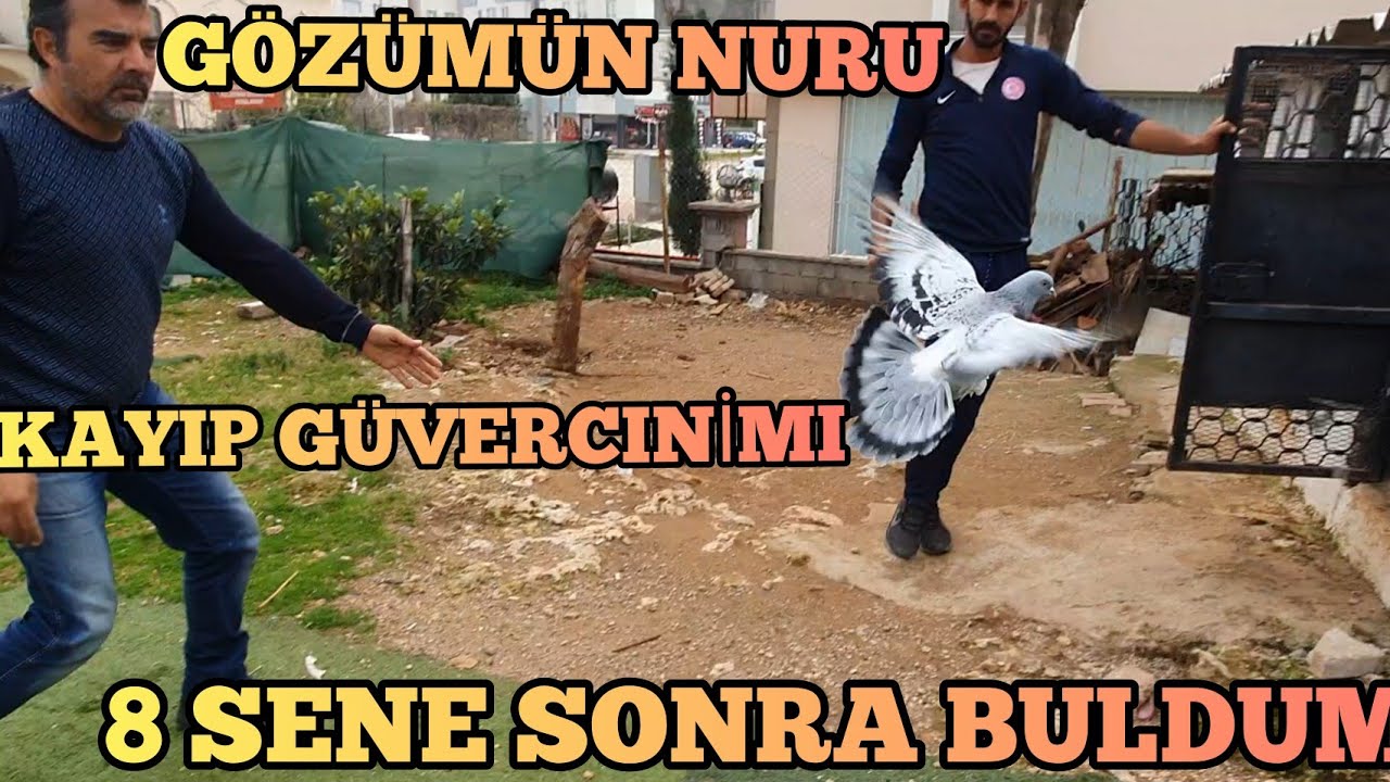 Gözümün Nuru, Güvercinime 8 Sene Sonra Kavuştum Aman Kaçmasın