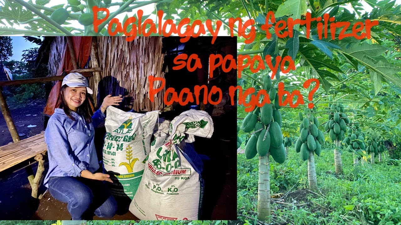 Paano ang paglalagay ng pataba sa mga papaya?/How to apply fertilizer to papaya plants?